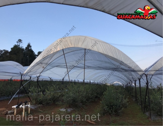 Malla pajarera como protección contra aves dañinas en cultivos de berries en túnel