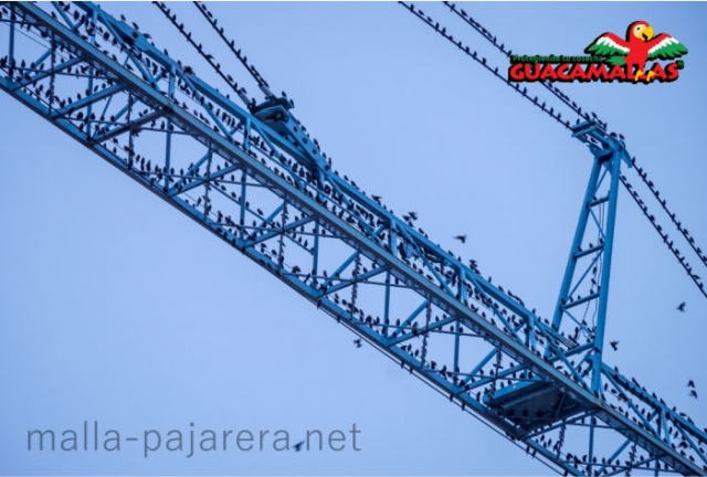 Puente colgante y estructuras metálicas repletas de palomas y otras dañinas aves de ciudad