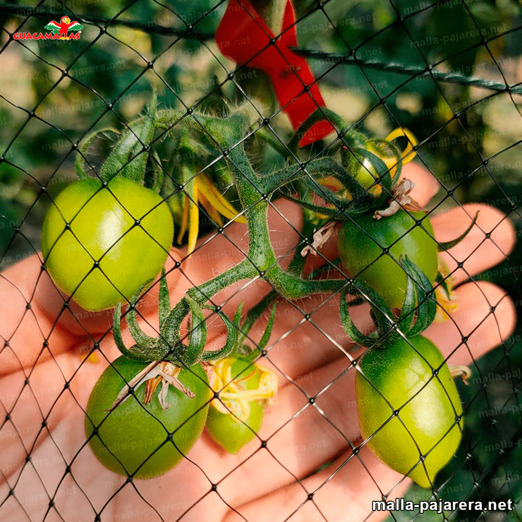 malla anti-pajaros para proteger cultivos 